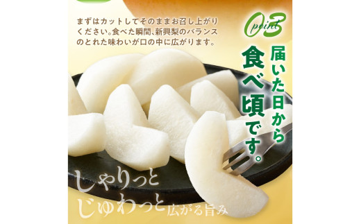 【先行予約／数量限定50】新興梨 秀品 5kg（8～16玉入り）（2026年10月上旬～発送）