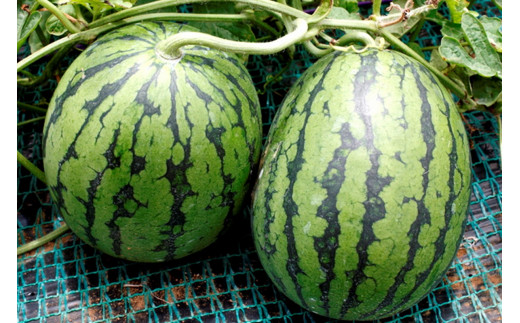 【先行予約】みんな大好き！甘～ぃ！シャリ美味！！京丹後産小玉スイカ！！1玉（ひとりじめ、姫甘泉、ひめまくら、砂丘たまごから1種類）（2026年7月上旬～発送）　YK00532