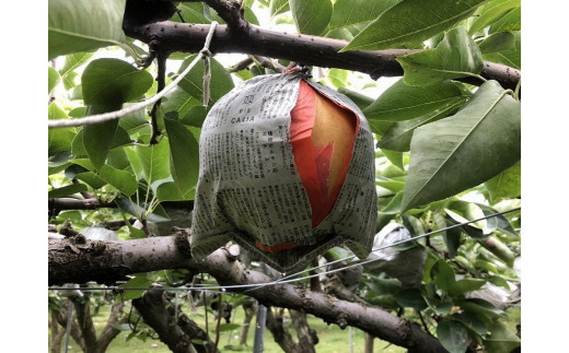 【先行予約／数量限定20】愛宕梨 秀品 5kg（5～12玉入り）（2025年11月下旬～発送）