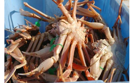 京丹後市産 茹で間人蟹【厳選】大サイズtaizakani900　間人がに 間人ガニ 間人蟹 たいざがに たいざガニ