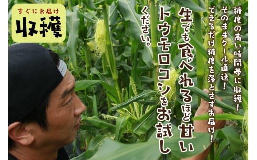 【先行予約】 生食も！高糖度！もぎたて！ フルーツトウモロコシ「イエローコーン」（2026年6月下旬～発送）