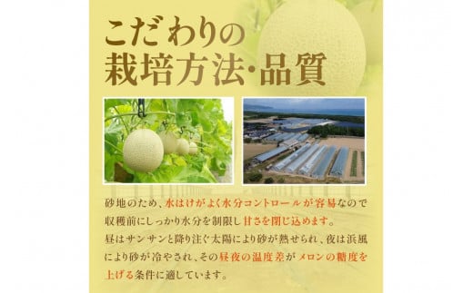 【先行予約／数量限定150】砂姫メロン1玉！大玉2L以上！女性に人気！（2026年6月下旬～発送）