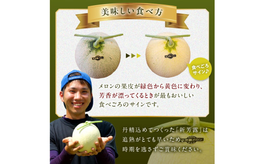 【先行予約／数量限定200】幻のメロン 新芳露 2玉（2026年7月中旬～発送）