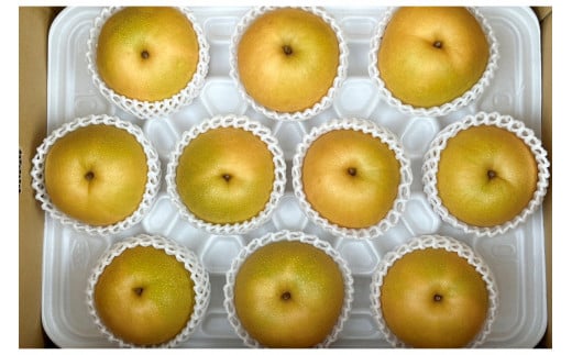 【先行予約／数量限定80】京丹後産 新興梨 大玉 5kg（6～10玉入り）（2026年10月上旬～発送）