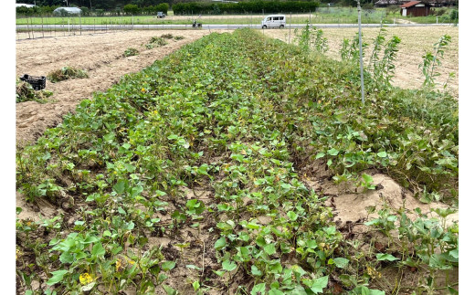 【先行予約／数量限定】京丹後産 土付き 紅はるか（さつまいも） 5kg（2026年11月上旬～発送）