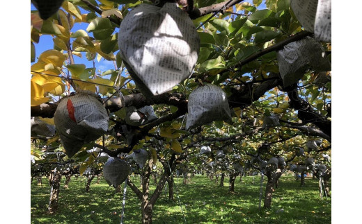 【先行予約／数量限定20】愛宕梨 秀品 5kg（5～12玉入り）（2025年11月下旬～発送）