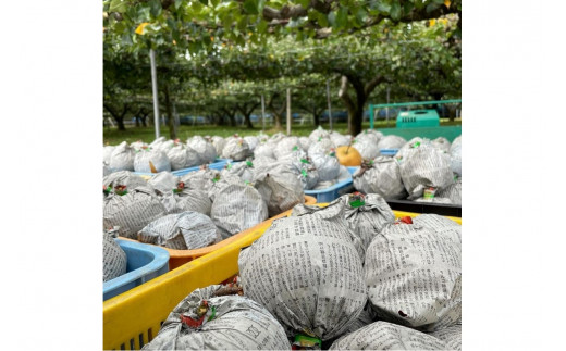 【先行予約／数量限定100】新興梨　5kg（2026年10月中旬～発送）