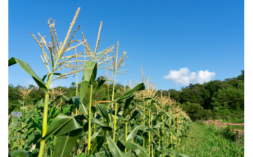 ＜てんとうむしばたけ＞有機とうもろこし5本　有機野菜 甘い 野菜 ふるさと納税 とうもろこし 期間限定 とうもろこしごはん かき揚げ 有機 オーガニック 産地直送 旬野菜 旬 コーン バター ペッパーランチ シャキシャキ 弾ける 丸ごと かぶりつき