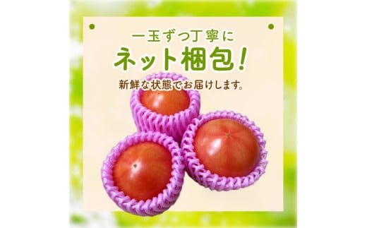 京䞹åŸç£ 倧çããã 1kgä»¥äž æ¥å€çºéïŒ2026幎5æäžæ¬ïœçºéïŒ ããã 倧ç 倧çããã ãµãããšçŽçš éè ãéè 1kg éè 京éè çç£è
å¿æŽ èŸ²å®¶å¿æŽ éæç¡æ