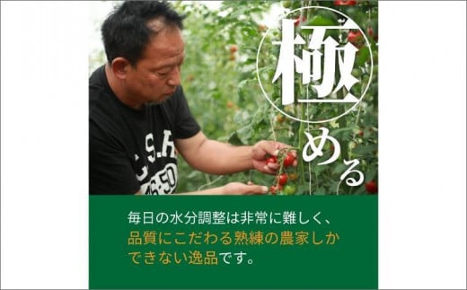 【先行予約】やりすぎトマト（4パック計約1kg）（夏季）（2026年6月上旬以降発送）
