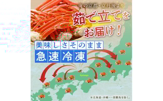 【訳あり！カニ酢付】急速冷凍 ボイル済み 本ズワイガニ 2Lサイズ4肩　蟹・カニ・かに・ボイルカニ・ボイルズワイガニ・訳あり かに