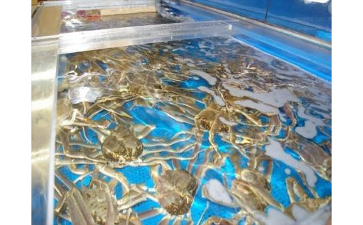 日本海産　ブランド蟹　茹で松葉蟹【訳あり】中大サイズmatubakani800 2匹入り