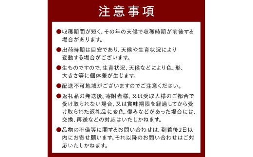 【先行予約／数量限定200】幻のメロン 新芳露 2玉（2026年7月中旬～発送）