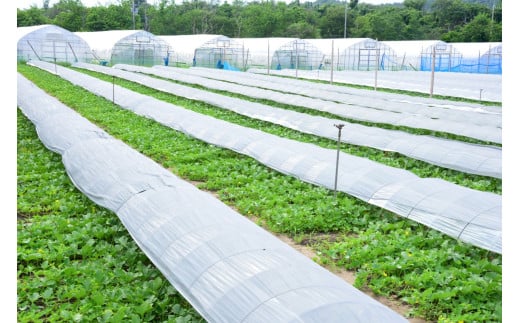 【先行予約】 年間生産量200玉の最上級メロン「新芳露-幻-」（2026年7月下旬～発送）