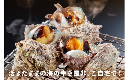 最高鮮度の生きたまま発送！日本海荒波育ち京丹後産さざえ2kg/北畿水産 貝類 魚介類 さざえ サザエ 京丹後産 活サザエ お刺身 刺身 さしみ 美味しい 壺焼きふるさと納税 さざえ ふるさと納税 活さざえ ふるさと納税 さざえ　HK00271