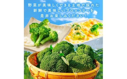 【先行予約】もりもり！ブロッコリー 約2kg（2026年11月上旬～発送）