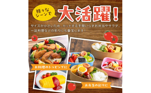 【先行予約】訳あり 宝石のような輝き！カラフルミニトマト 約1.5kg（秋冬）（2026年10月上旬～発送）
