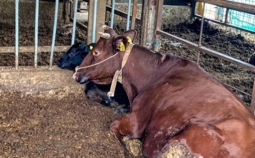 莠ャ縺溘s縺上m蜥檎央縺ョ縺吶″繧縺阪サ縺励c縺カ縺励c縺カ 500スシ2ス3莠コ蜑搾シ