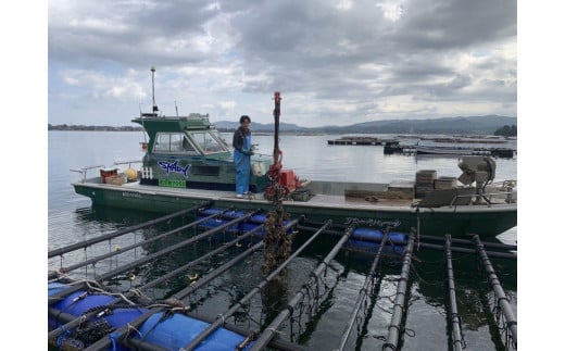 【先行予約】京都・京丹後産　鮮度抜群！濃厚肉厚岩牡蠣（生食用）12個入り（個別包装・冷凍）