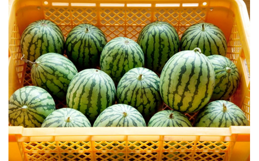 【先行予約】みんな大好き！甘～ぃ！シャリ美味！！京丹後産小玉スイカ！！1玉（ひとりじめ、姫甘泉、ひめまくら、砂丘たまごから1種類）（2026年7月上旬～発送）　YK00532