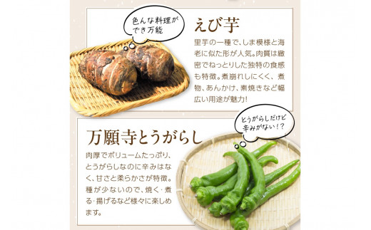 直売所直送 「京都・京丹後産 季節の野菜」お任せ詰め合わせBOX（5品） 春夏秋冬定期便4回 コシヒカリ精米 京野菜 季節 新鮮 ふるさと納税 野菜