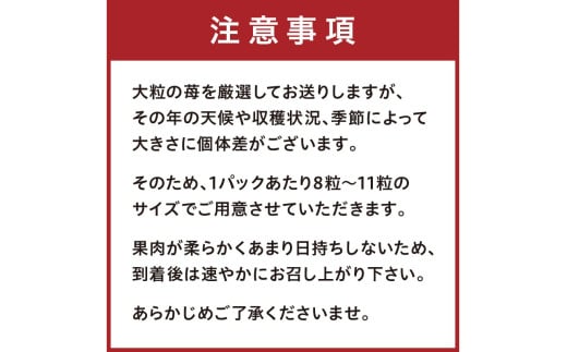 【京丹後産いちご章姫】農園直送便！新鮮大粒いちご 2パック ギフト箱入り／北畿水産