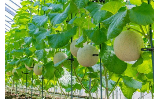 【先行予約】みんな大好き甘～ぃ！京丹後砂丘めろん！ 3玉（2026年7月下旬～発送）