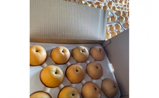 【先行予約／数量限定100】新興梨　5kg（2026年10月中旬～発送）