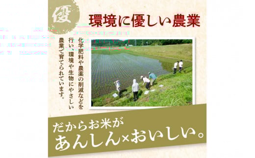 令和7年産 特別栽培米コシヒカリ 丹後椿（京丹後森本産） 5kg