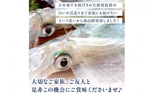 日本海産『海の京都』の逸品！！　活白イカ姿造り（クリスタル白いか）中大サイズ 2杯（250g前後）（2027年6月上旬～発送） ふるさと納税 海鮮 鮮度抜群 新鮮 海鮮 いか イカ 簡単調理 生産者応援 送料無料 生食 魚介類 活イカ