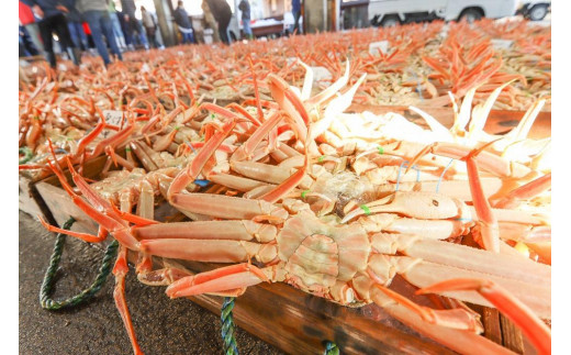 【厳選！！タグ付きブランド】茹で松葉かに 鮮度抜群、釜茹でにてお届け！！ 800g級×2杯