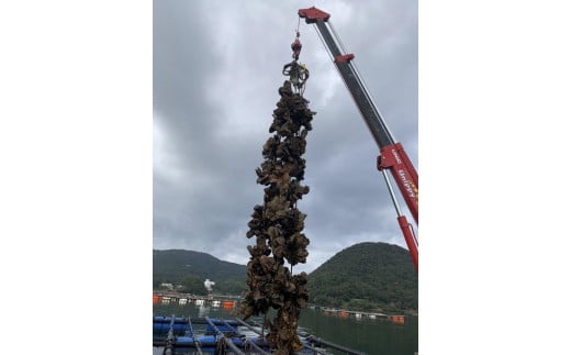 【先行予約】京都・京丹後産　鮮度抜群！濃厚肉厚岩牡蠣（生食用）4個入り（個別包装・冷凍）