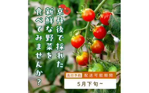 【先行予約】訳あり 宝石のような輝き！カラフルミニトマト 約1.5kg（春夏）（2026年5月下旬～発送）