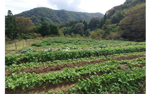 味土野大納言ぜんざい（細川ガラシャ隠棲地の小豆～味土野大納言使用～）2箱入　スイーツ 和スイーツ 甘味 ぜんざい あんこ 小豆 あずき 和菓子 デザート