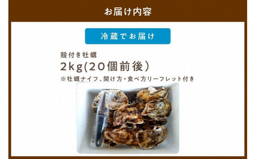 京都・久美浜産　殻付き牡蠣　2kg（20個前後）【加熱用】牡蠣ナイフ付　人気 国産 正規品 大粒 肉厚 養殖牡蠣 牡蠣 牡蛎 かき 海鮮 貝 海のミルク 殻付き