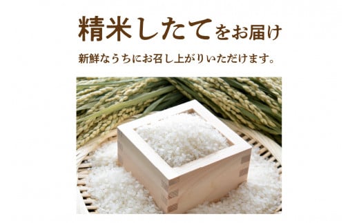 莉、蜥7蟷エ逕」 迚ケ蛻・譬ス蝓ケ邀ウ繧ウ繧キ繝偵き繝ェ 荳ケ蠕梧、ソシ井コャ荳ケ蠕梧」ョ譛ャ逕」シ 2kg