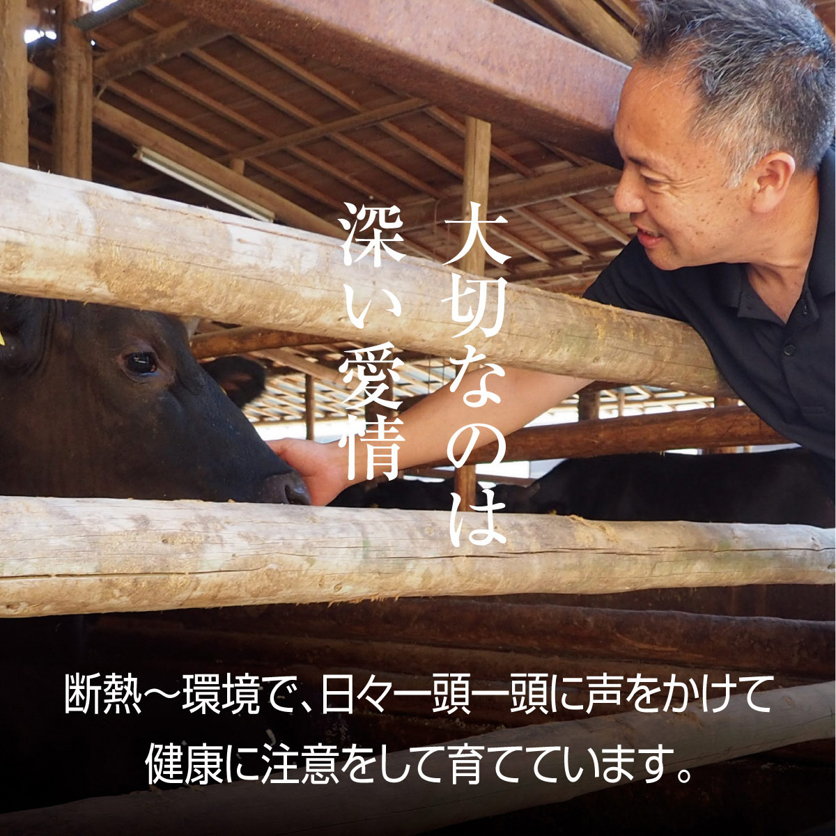 牛肉 京都もり牛 切り落とし スライス 600g 京都府産 国産 国産牛 和牛 黒毛和牛 焼き肉 焼肉 BBQ バーベキュー カレー 牛丼 鍋 お肉 牛 肉 ブランド ギフト 冷凍 京都