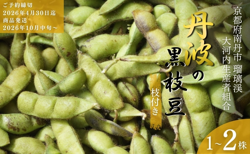枝豆 京都 2026年 先行予約 丹波の枝付き黒枝豆 るり渓 大河内生産組合発 丹波 野菜 国産 生 黒枝豆 おつまみ えだまめ エダマメ 先行 ※北海道・沖縄・離島への発送不可