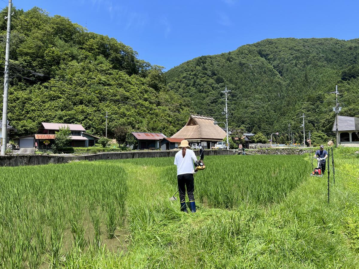 【令和6年度新米】 料理旅館きぐすりや 特別栽培米 キヌヒカリ 10kg 精米 白米 お米 こめ コメ 減農薬栽培 10キロ 5kg×2 ご飯 ごはん 京都　※9月下旬より順次発送