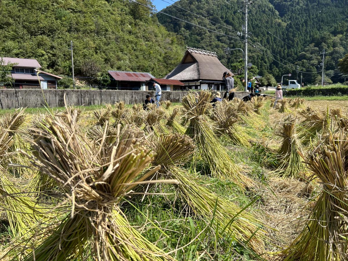 【令和6年度新米】 料理旅館きぐすりや 特別栽培米 キヌヒカリ 10kg 精米 白米 お米 こめ コメ 減農薬栽培 10キロ 5kg×2 ご飯 ごはん 京都　※9月下旬より順次発送