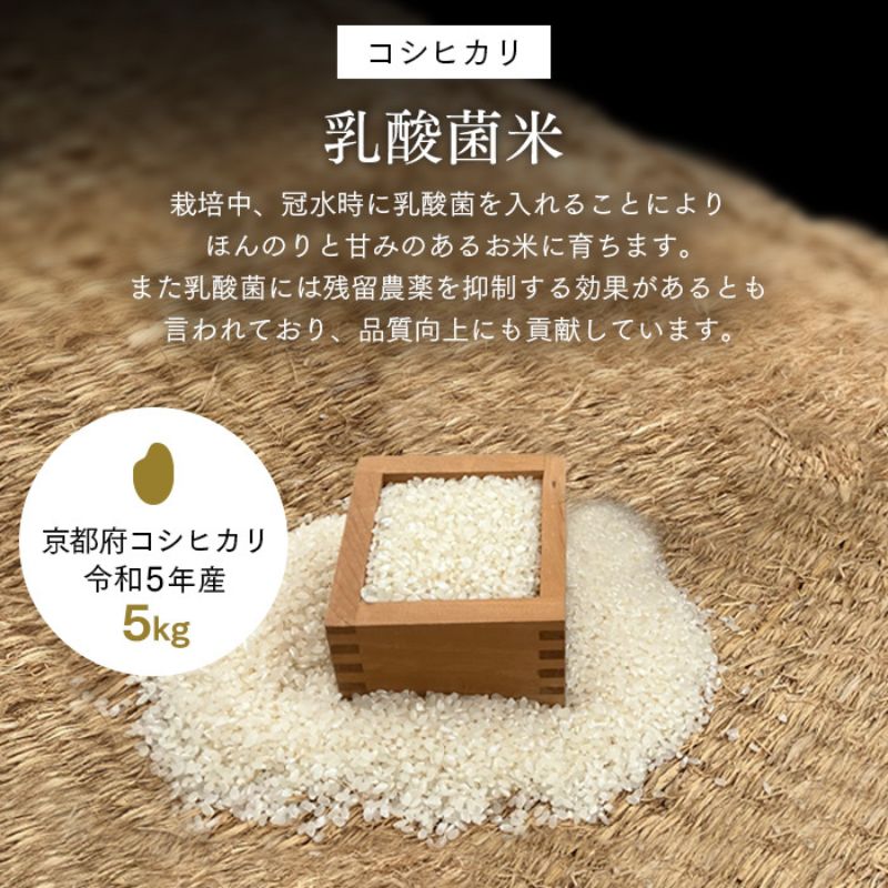 【数量限定】乳酸菌米コシヒカリ5kg		