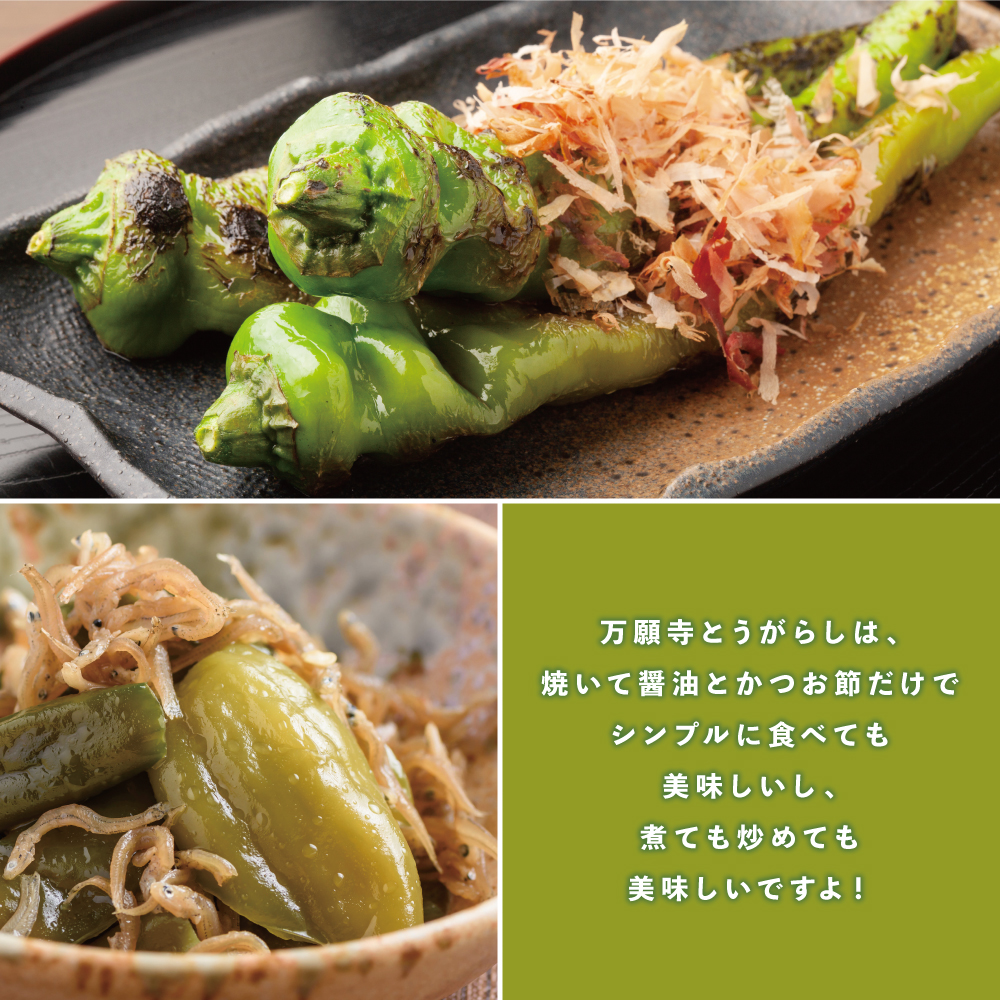 京の伝統野菜　万願寺とうがらし2キロ