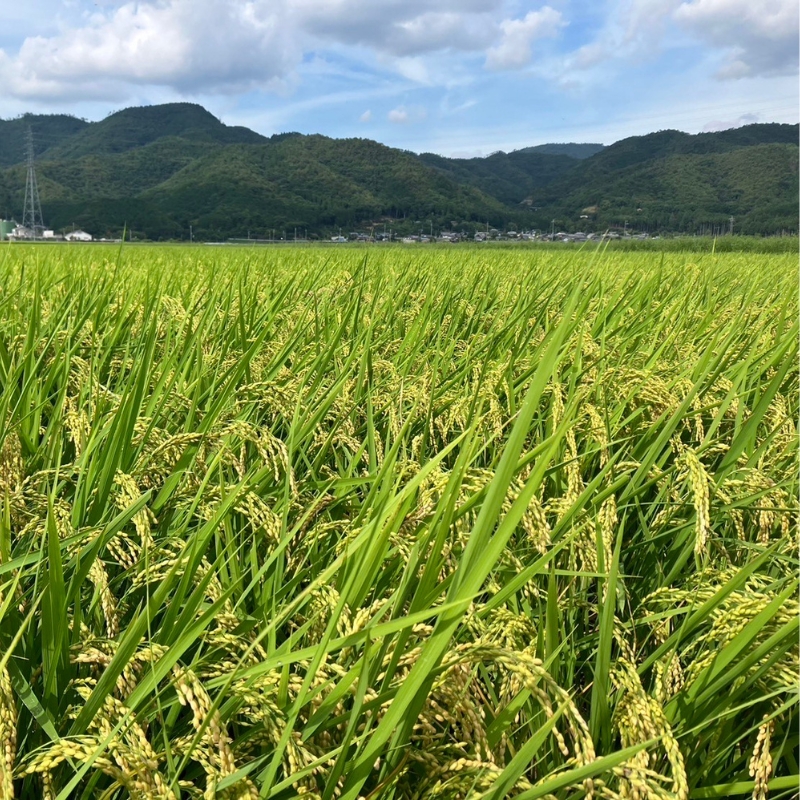 令和6年度産 新米 キヌヒカリ 10kg 京都丹波産 ※10月中旬以降お届け