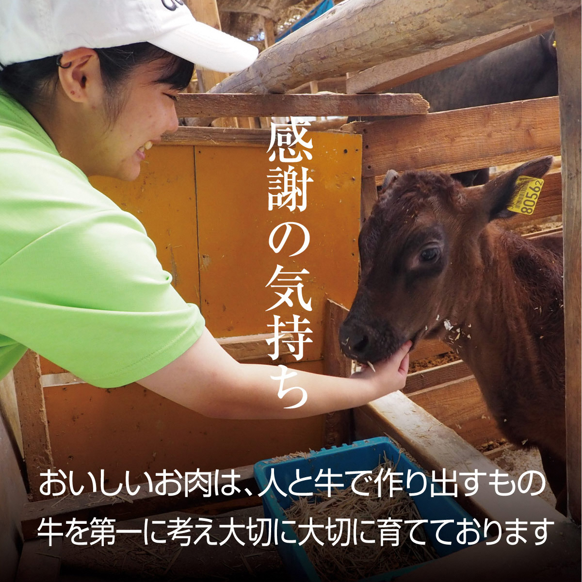 京都府産 京都もり牛 和牛ホルモン 1kg ホルモン もつ鍋 焼肉 鍋 バーベキュー 焼き肉 冷凍 牛肉 肉 もつ モツ 内臓 国産牛 モツ鍋 もつなべ 京都 国産 ギフト 黒毛和牛　南丹市×「甘神さんちの縁結び」コラボクリアファイルとコースターのセット付き！