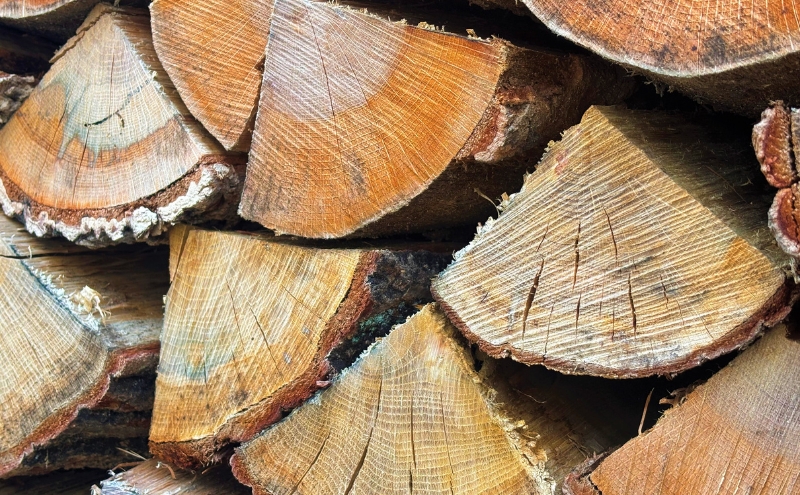 鄒主アア逕コ逕」 繧ォ繧キ 荵セ辯・阮ェ 40cm