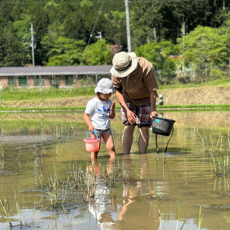 こだわりすぎたお米！自然栽培・天日干しの京都旭一号 玄米3kg 栽培期間中農薬不使用米 無肥料米 栽培期間中化学使用不使用 希少品種 京都丹波地域 南丹市産 うるち米 玄米 米 お米