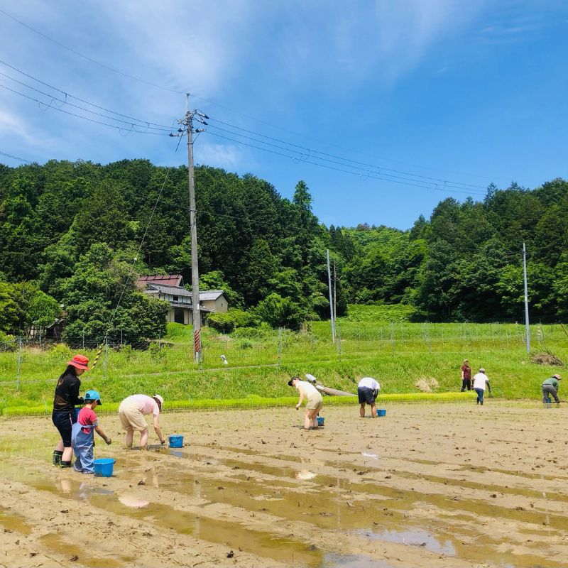 こだわりすぎたお米！自然栽培・天日干しの京都旭一号 玄米3kg 栽培期間中農薬不使用米 無肥料米 栽培期間中化学使用不使用 希少品種 京都丹波地域 南丹市産 うるち米 玄米 米 お米