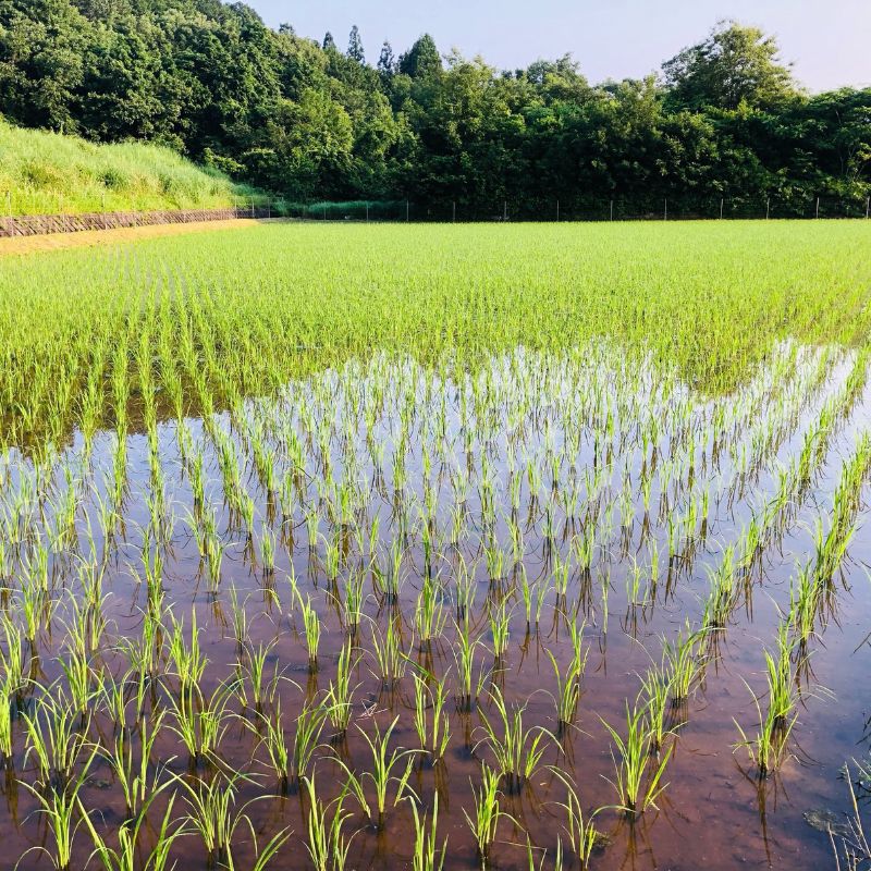 こだわりすぎたお米！自然栽培・天日干しの京都旭一号 玄米3kg 栽培期間中農薬不使用米 無肥料米 栽培期間中化学使用不使用 希少品種 京都丹波地域 南丹市産 うるち米 玄米 米 お米