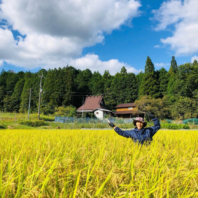 こだわりすぎたお米！自然栽培・天日干しの京都旭一号 玄米3kg 栽培期間中農薬不使用米 無肥料米 栽培期間中化学使用不使用 希少品種 京都丹波地域 南丹市産 うるち米 玄米 米 お米