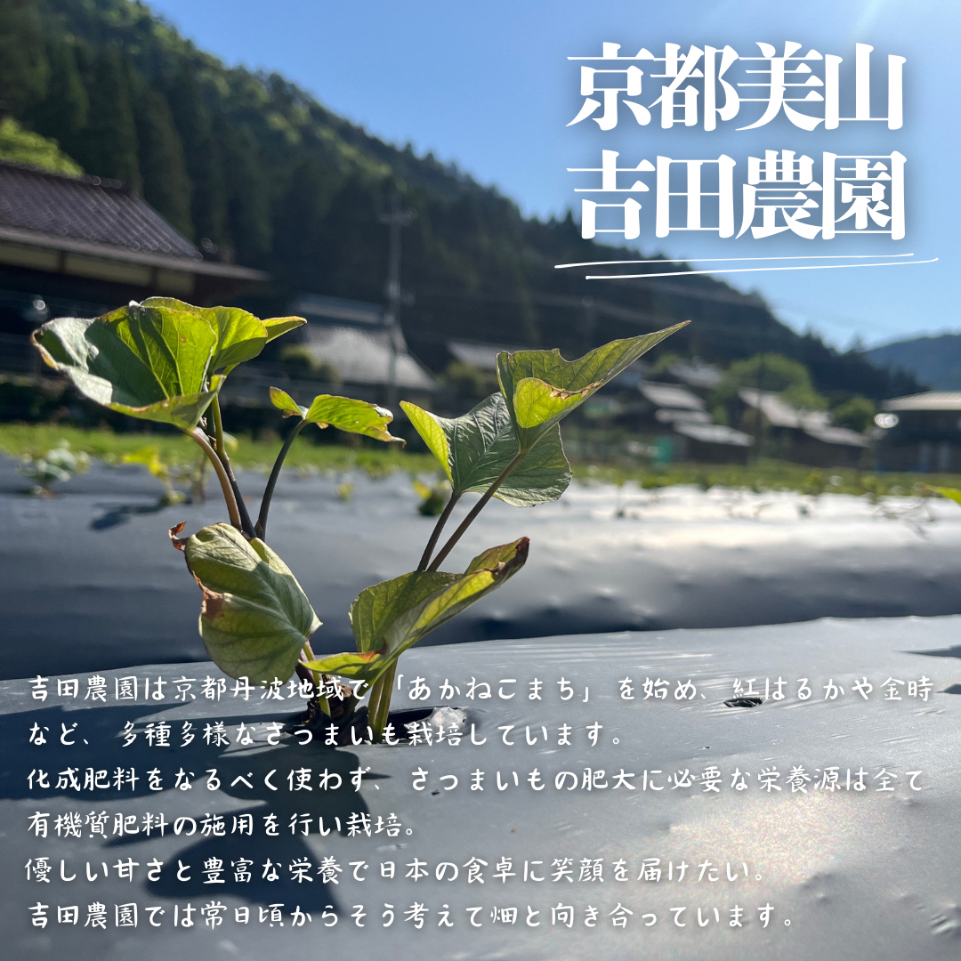 産地直送 冷凍焼き芋 2kg 熟成 あかねこまち 京都丹波産 【※予約商品25年12月より順次発送】 やきいも 焼き芋 さつまいも おやつ